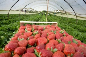 Collection and sorting of berries
