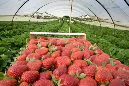Collection and sorting of berries