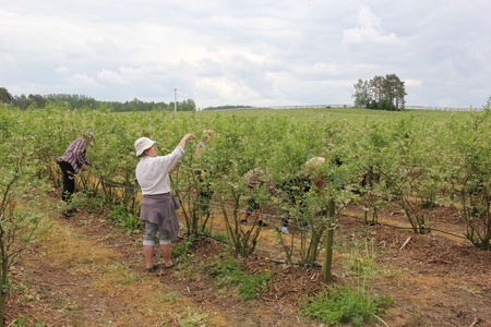 Picking blueberries (Poland)